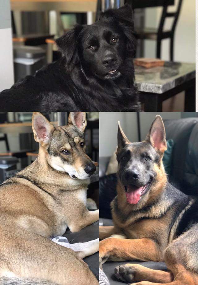 Pets